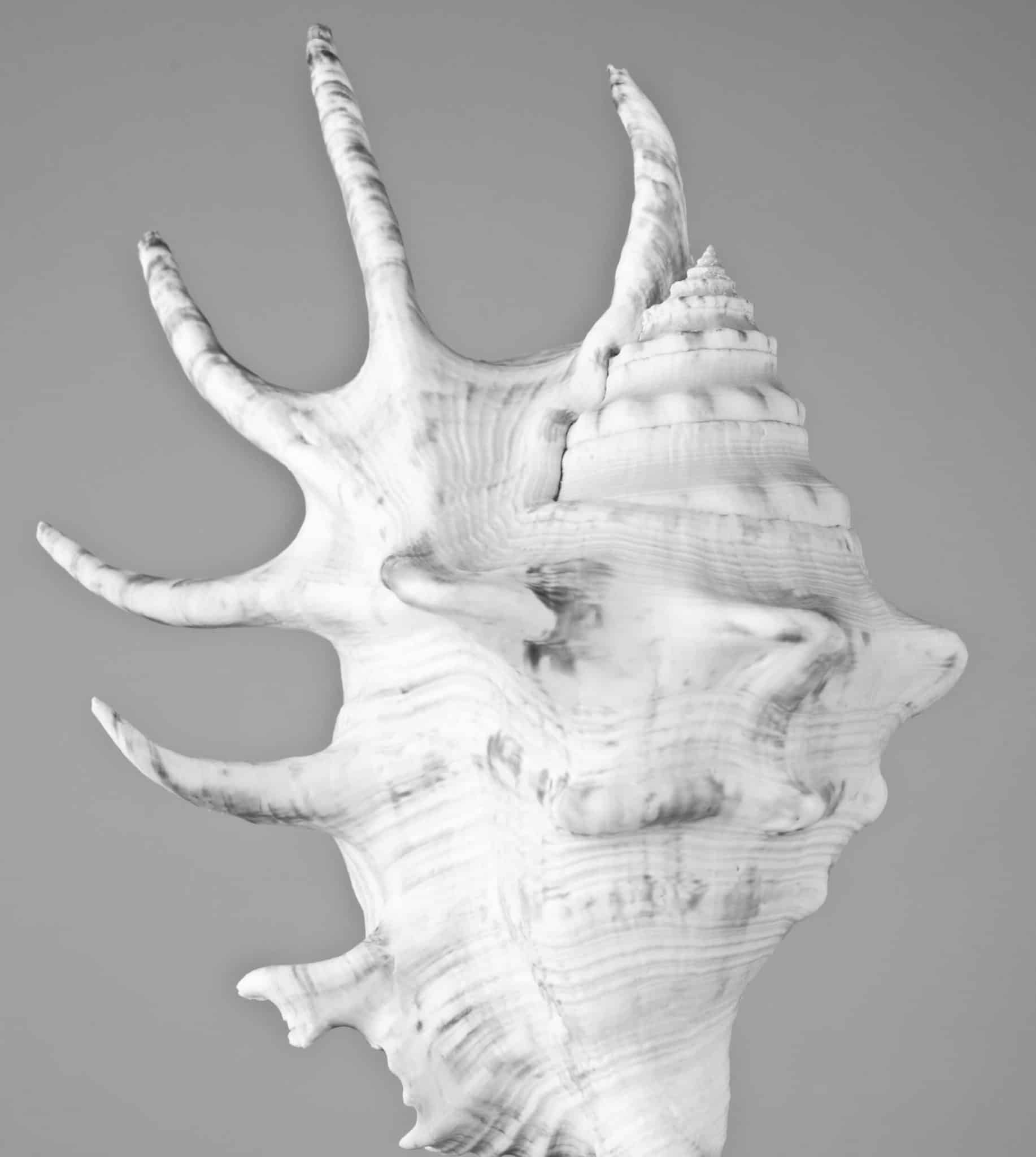 Produkt Fotografie weiße Muschel auf grauem Hintergrund im Fotostudio von Miriam Merkel