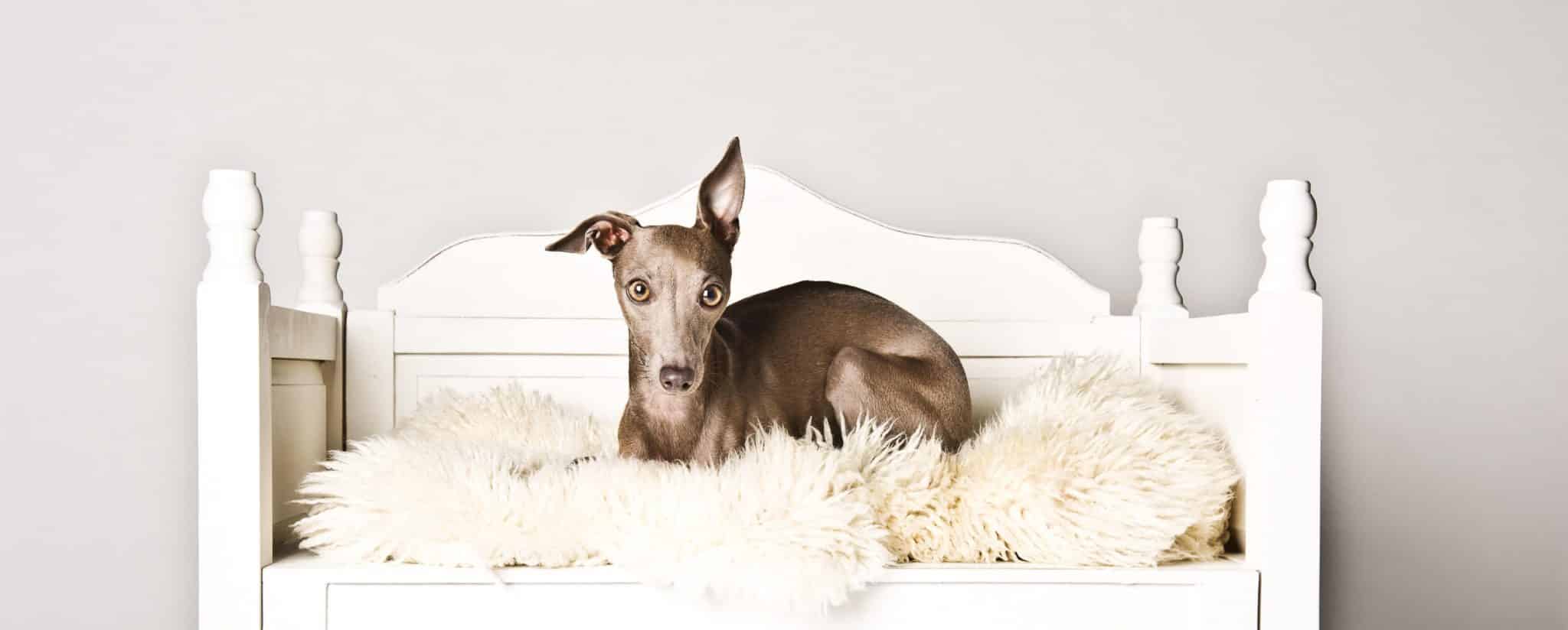 aufmerksamer Hund auf Schafsfell Studiofotografie