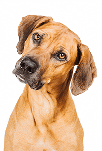 Hundefotografie Göttingen Kassel Harz