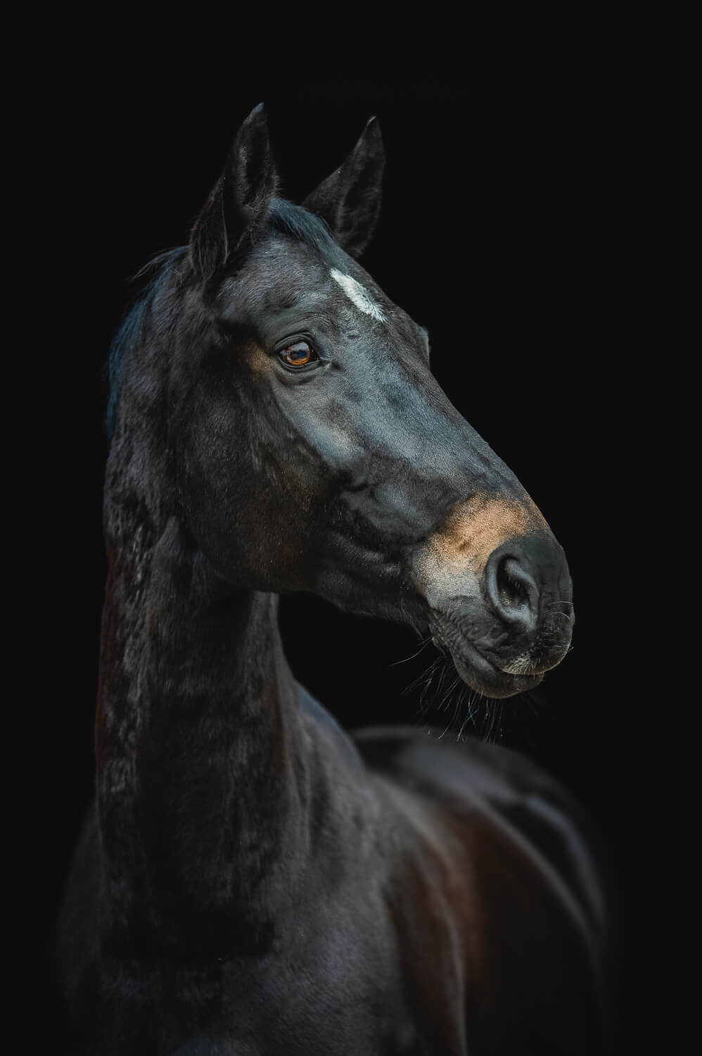 Pferdefotografie Warmblut Pferdeportrait