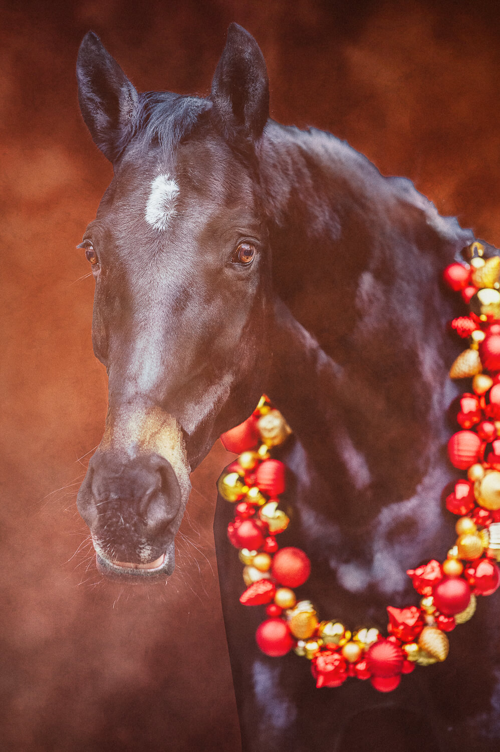 Horses by Miriam Merkel Pferdefotografie Warmblut Weihnachtsshooting schwarzes Pferd mit Kugelkranz