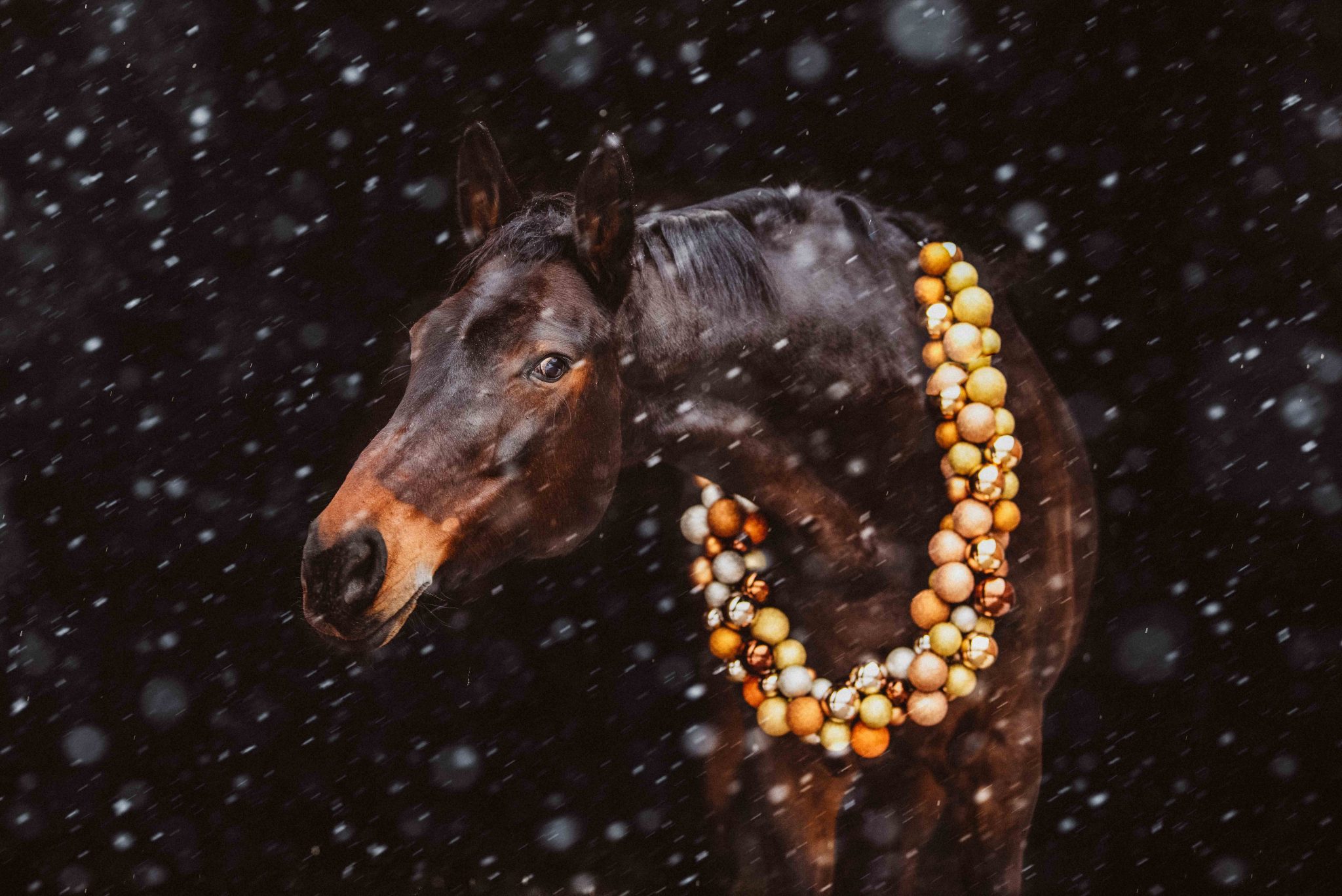 Tierfotografie – Pferdefotografie – Hundefotografie – Katzenfotografie by Miriam Merkel