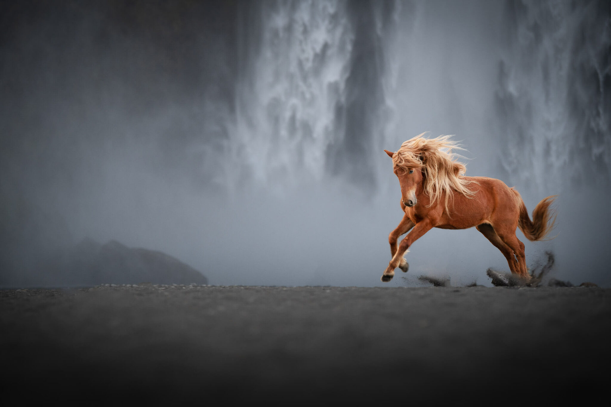 Tierfotografie – Pferdefotografie – Hundefotografie – Katzenfotografie by Miriam Merkel Equine ArtFotografie braunes Islandpferd vor Wasserfall Skogafoss galoppiert in schwarzem Sand