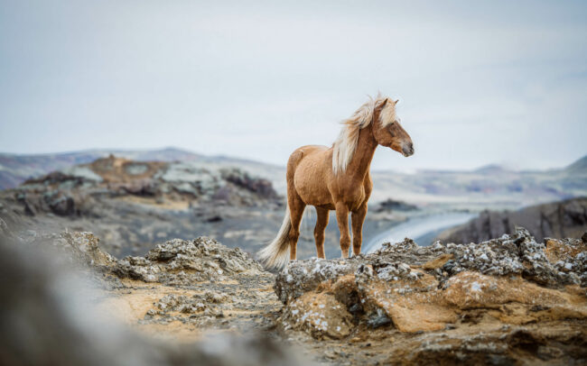 Schatzi das Islandpferd brauner Isländer in vulkanischer Kulisse beobachtet die Landschaft EquineArtFotografie